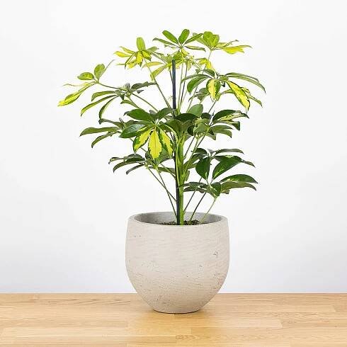 Schefflera arboricola Gerda