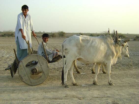 SHAHDADKOT SINDH.