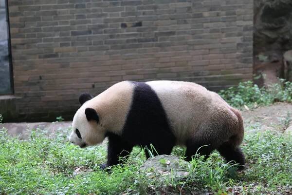 CCRCGP Du Jiang Yan Base