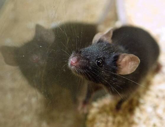 Labs Are Told to Start Including a Neglected Variable: Females
