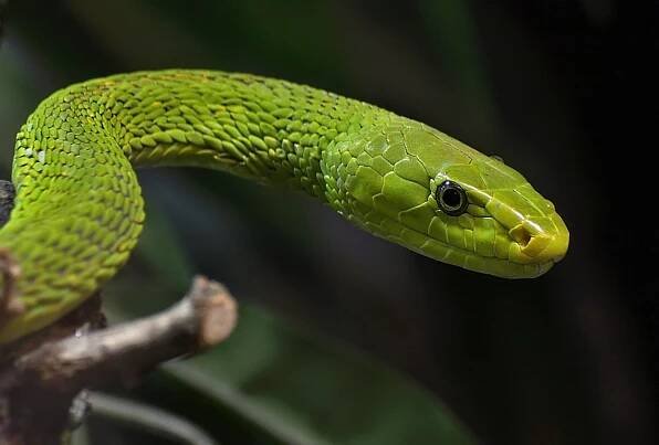 Mamba zelená