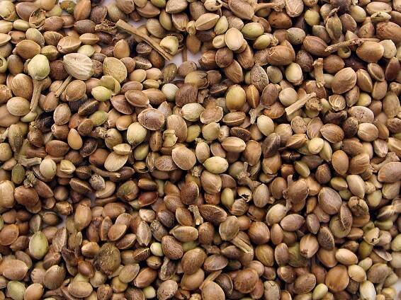 How Much Time Cannabis Seeds Take to Geminate? - Antikythira Direct