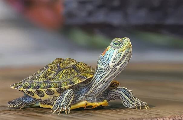 Želva nádherná (Pseudemys scripta) – Belikart / Shutterstock