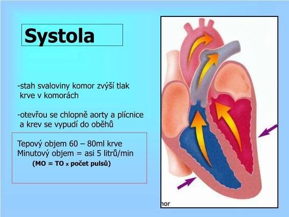PPT - Funkce krevního oběhu a srdce PowerPoint Presentation, free download - ID:4776188