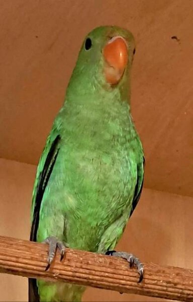 Agapornis.etiopský