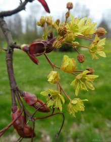 Javor mléč Reitenbachii - větévka s květy (Acer platanoides)