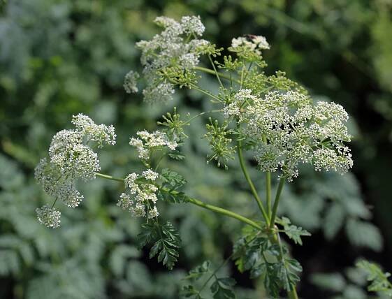 Soubor:Conium maculatum Prague 2011 1.jpg