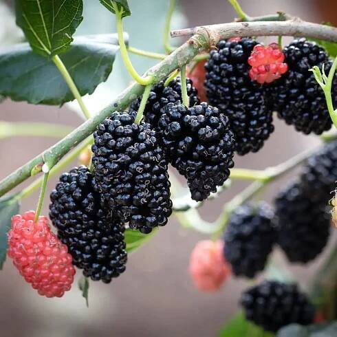 Moruša trpasličia MOJO BERRY kv2