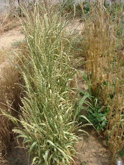 lipnicovité- POACEAE – PlantaNaturalis.com