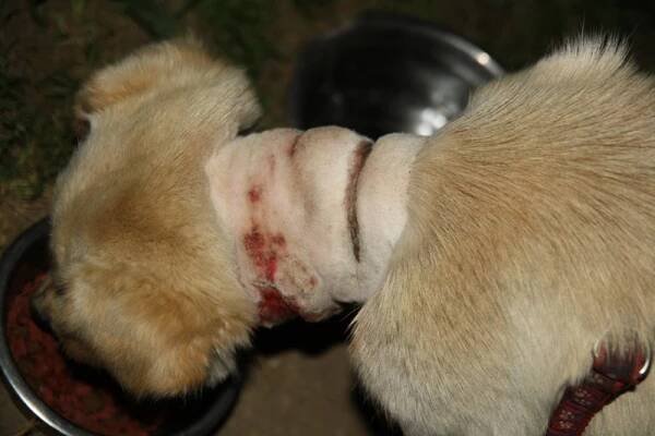 Veterinární ordinace Blackvet ( "U Blacka" | ...