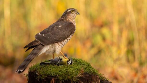 eurasian sparrowhawk stojící na kořisti na zeleném mechu - krahujec obecný - stock snímky, obrázky a fotky