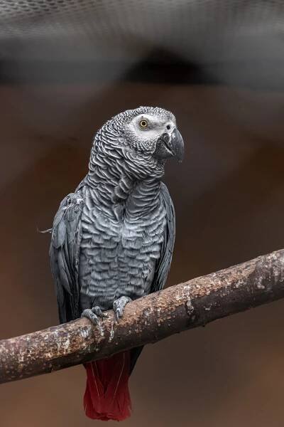 Bezplatný obrázek: Kongo šedý africký papoušek (Psittacus erithacus) pták