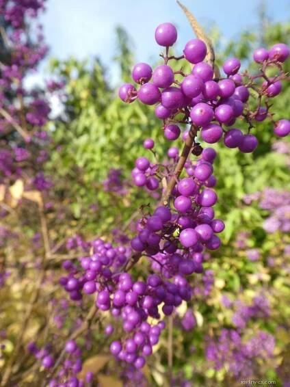 Krásnoplodka Bodinierova - větévka s plody (Callicarpa bodinieri var giraldii)