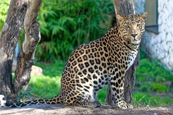 Leopard škvrnitý