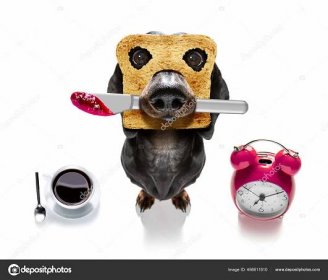 Stáhnout - Hladový jezevčík párek s toastem k snídani připraven začít nový den s marmeládovým nožem v ústech — Stock obrázek
