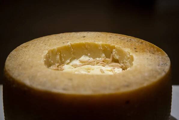 Casu Marzu in the Disgusting Food Museum