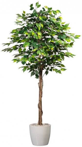 Ficus Benjamin 180cm (plastový obal)_0