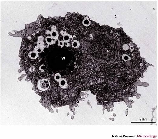 :: OSEL.CZ :: - Mamavirus se Sputnikem jako blesk z virového nebe