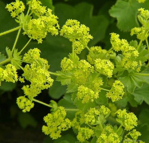 Kontryhel měkký (Alchemilla mollis)