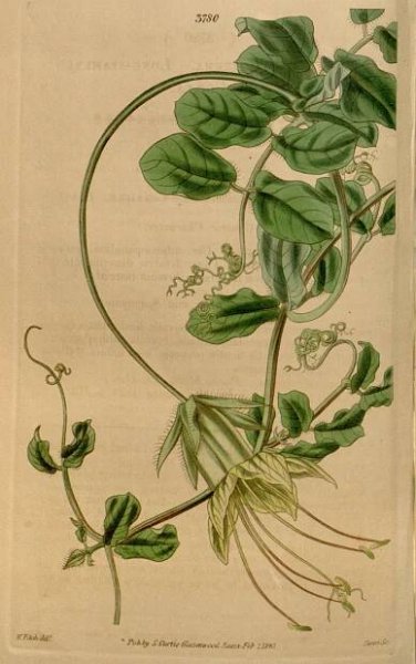 Soubor:Cobaea lutea.jpg – Wikipedie