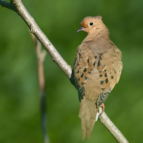 Rockland County – Orange Birding