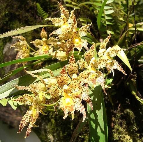 Oncidium praestanoides