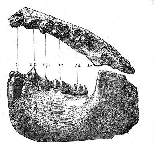 Dryopithecus
