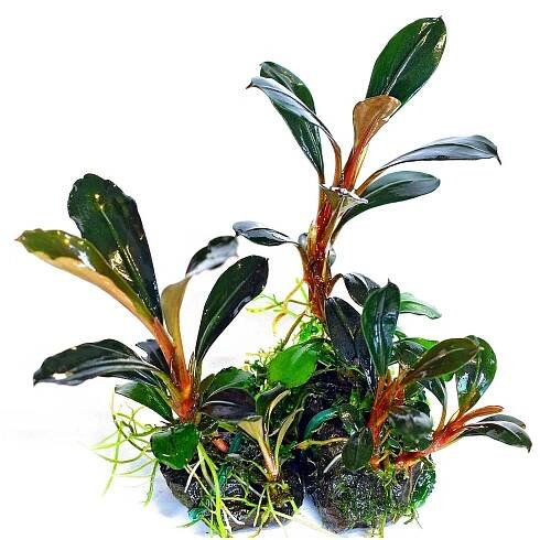 bucephalandra-pygmaea-2