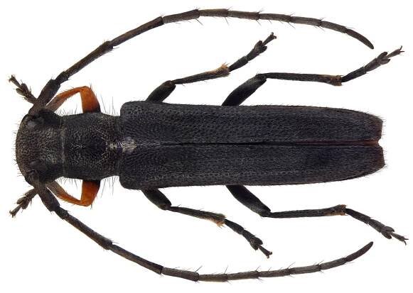 Phytoecia cylindrica