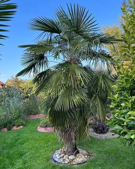 TRACHYCARPUS FORTUNEI – drsnoplod Fortuneův – Tropik.cz