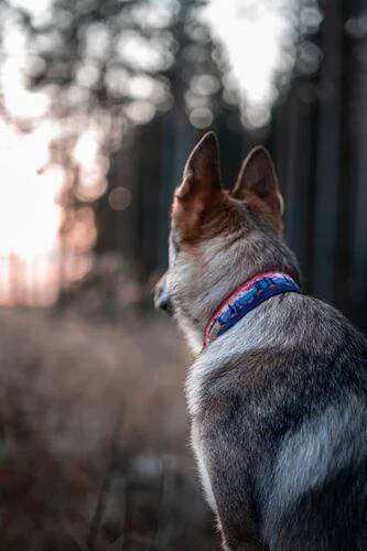 Firemní a produktové focení – Zvyšte prodeje Čistá u Horek Wolves Photographers - Vít Antoš • Firmy.cz