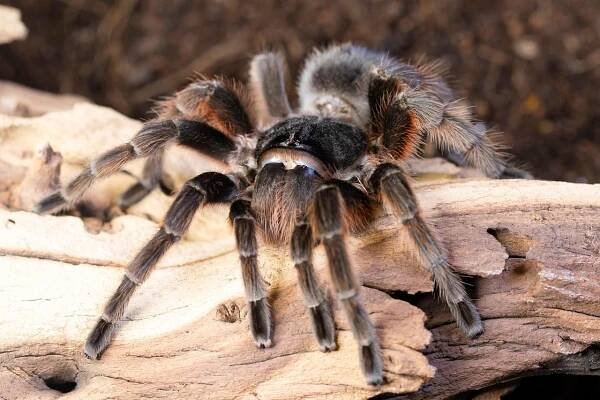 Tarantule, Pavouk, Arachnofobie