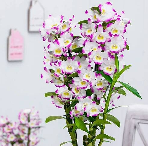 Péče o orchidej Dendrobium doma