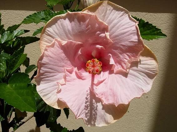 Cuidados y clima para hibiscus