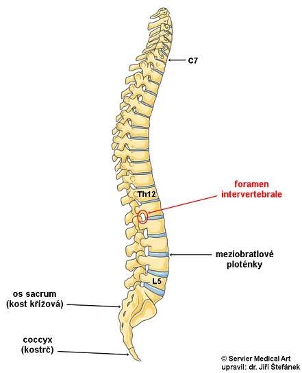 Páteř - obecné informace | Medicína, nemoci, studium na 1. LF UK