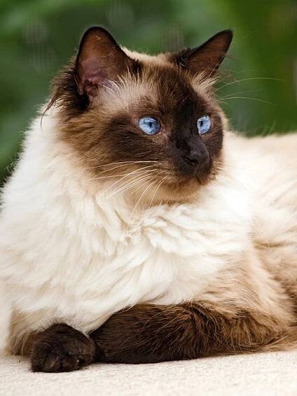 closeup portrait of a himalayan cat