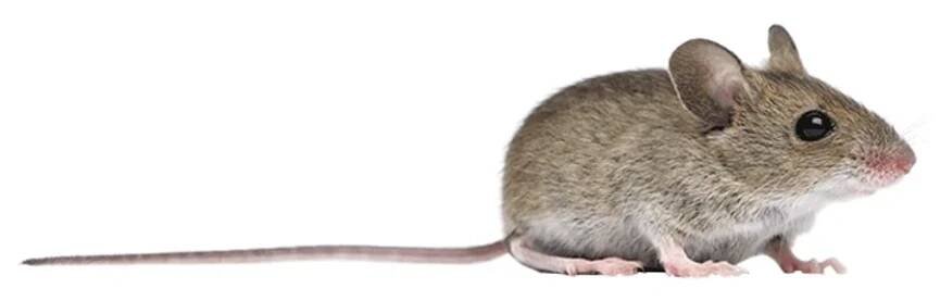 house mouse