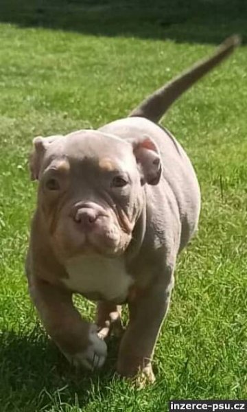 American Bully s PP ABKC