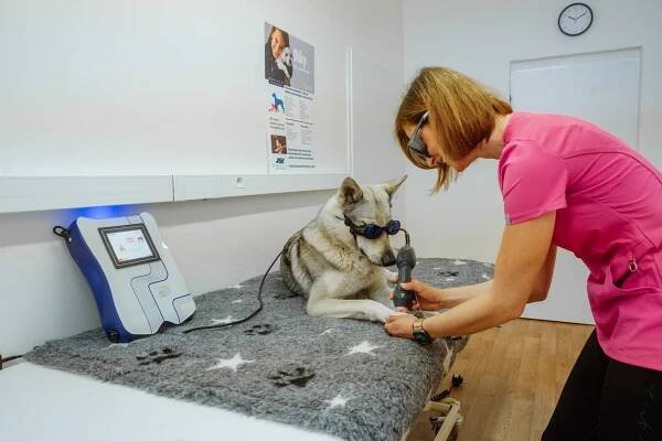 Pejsek bez bolesti: konzultace i samotná rehabilitace nebo laserové ošetření