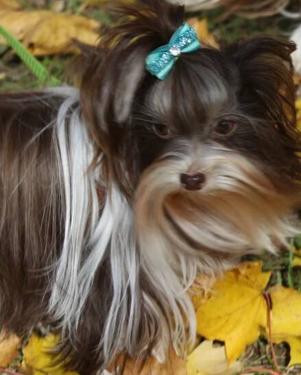 Biro Yorkshire Cookie - Home of Harmony Zucht für Biewer-, Biro-, Golddust-, Yorkshire Terrier