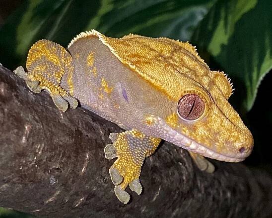 Pagekon řasnatý (Correlophus ciliatus) – Iwosh reptiles.cz