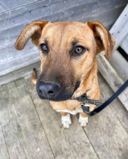 JESSY - energii nabitá, hodná fenečka ❤️ - ADOPTOVANÁ - Home4Pets
