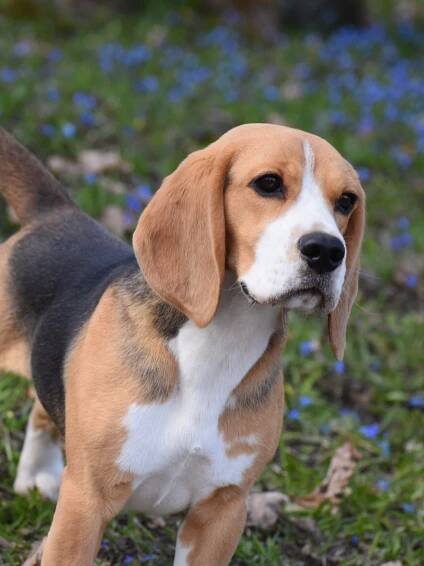 Galerii / Gallery - Flibelle beagle kutsikad