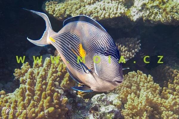 Acanthurus sohal – bodlok rudomořský