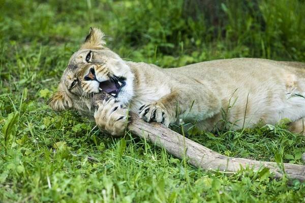 Dvorská zoo hledá úspory, kvůli koronaviru přišla už o 23 milionů