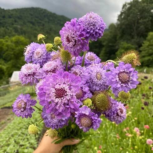 I love this little flower.  Even though it’s a pain in the butt to harvest.  #scabiosa
