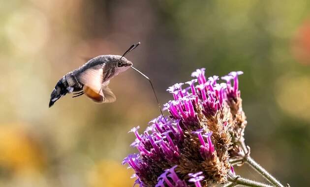 Dlouhozobka svízelová (Macroglossum stellatarum)