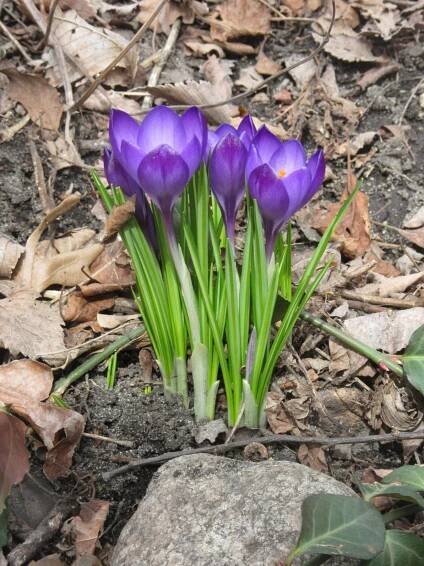 spring – Longfellow365