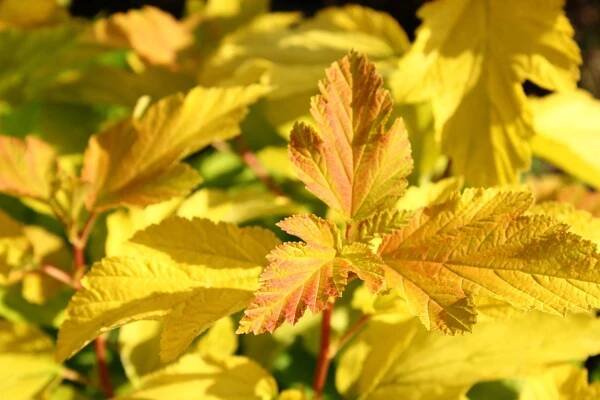 Physocarpus opulifolius Darts Gold Irbeņlapu fizokarps