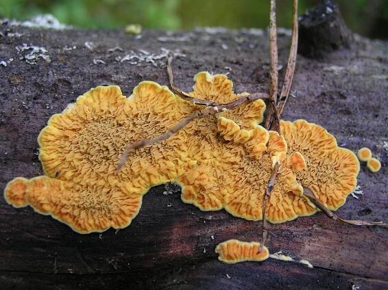 Soubor:Pseudomerulius aureus kultarypykkä gullgröppa.jpg